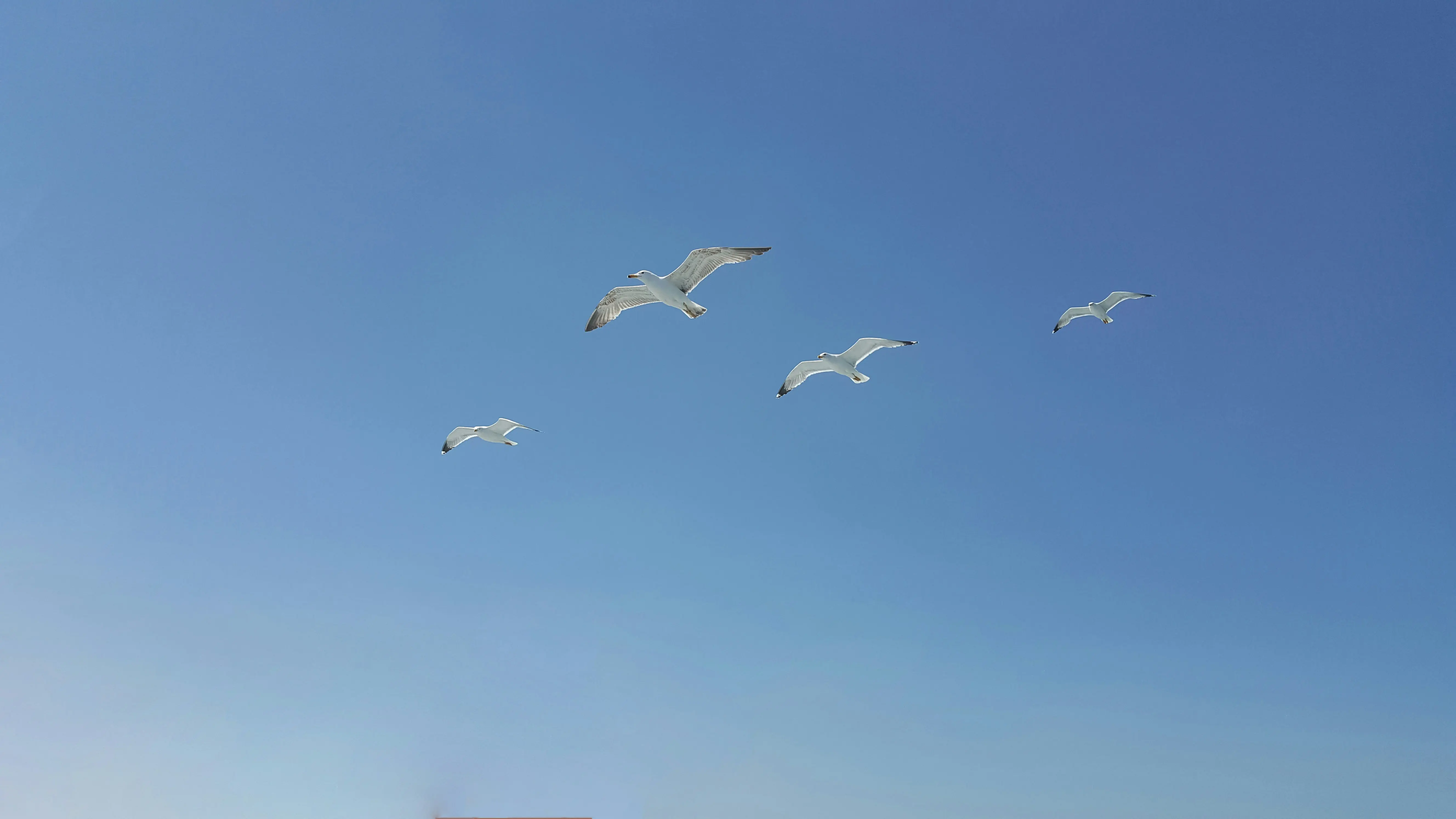 Flygande Fåglar